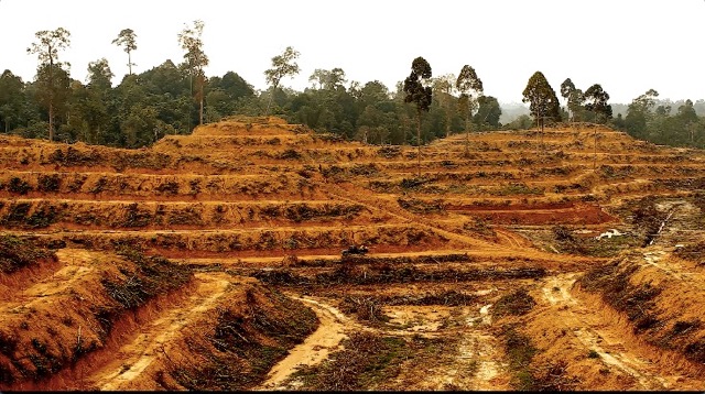 Palm Oil Factoids of 2019, and its next battle /img/illegal-palm-oil-deforestation.jpg