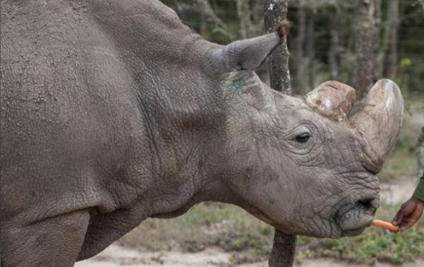 The dark side of resurrecting species from extinction /img/last-male-northern-white-rhino.jpg